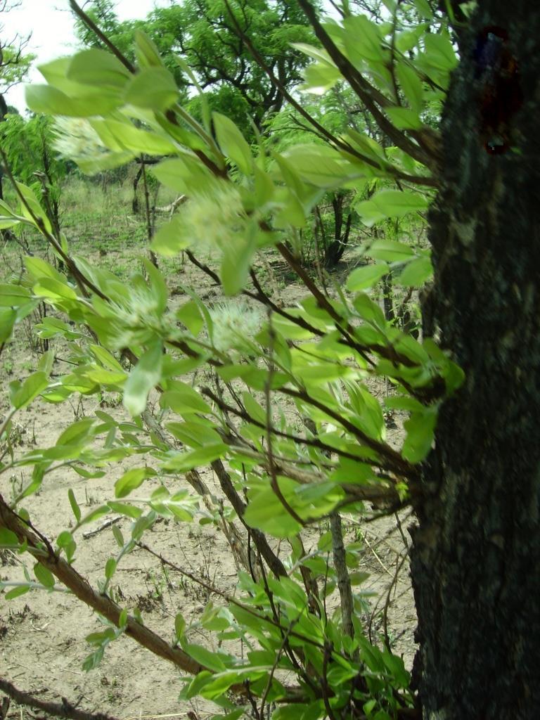 Pteleopsis pteleopsoides