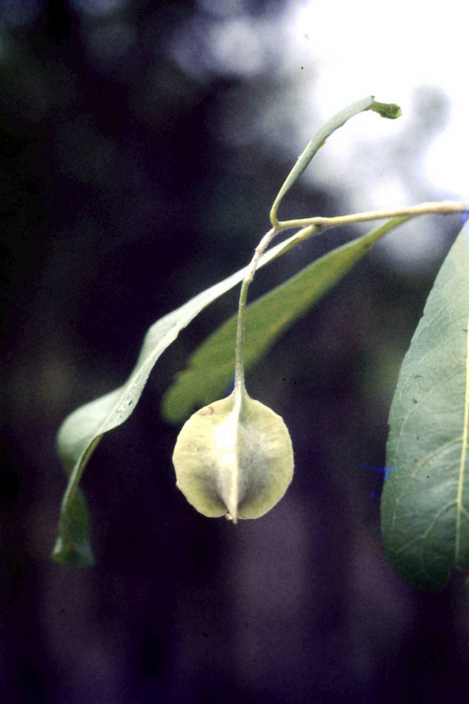 Pteleopsis pteleopsoides