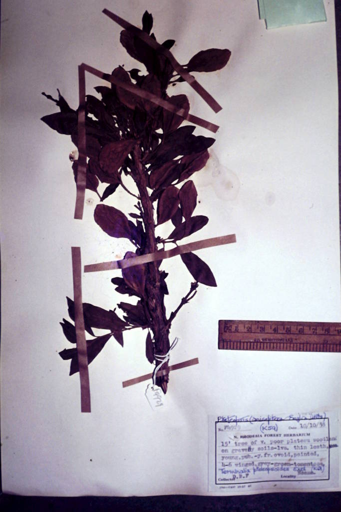 Pteleopsis pteleopsoides