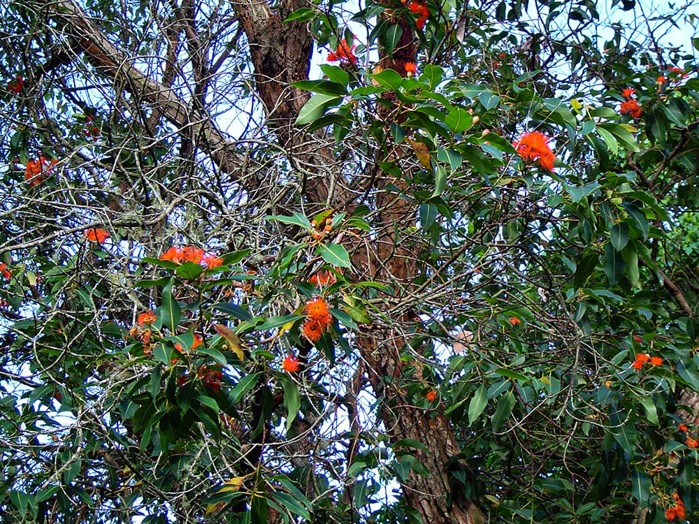 Eucalyptus ficifolia