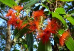 Eucalyptus ficifolia