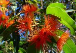Eucalyptus ficifolia