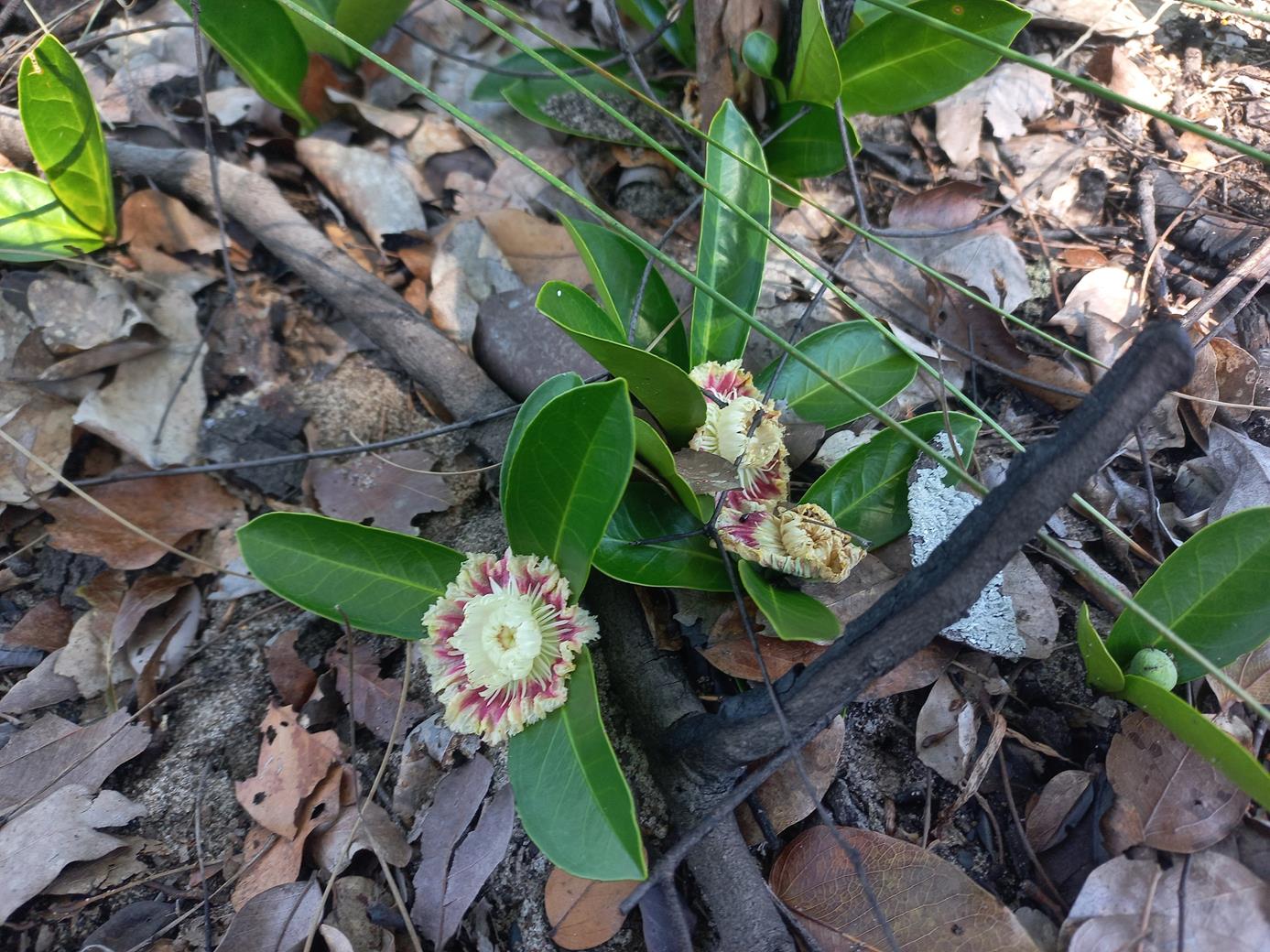 Napoleonaea gossweileri Napoleonaea gossweileri