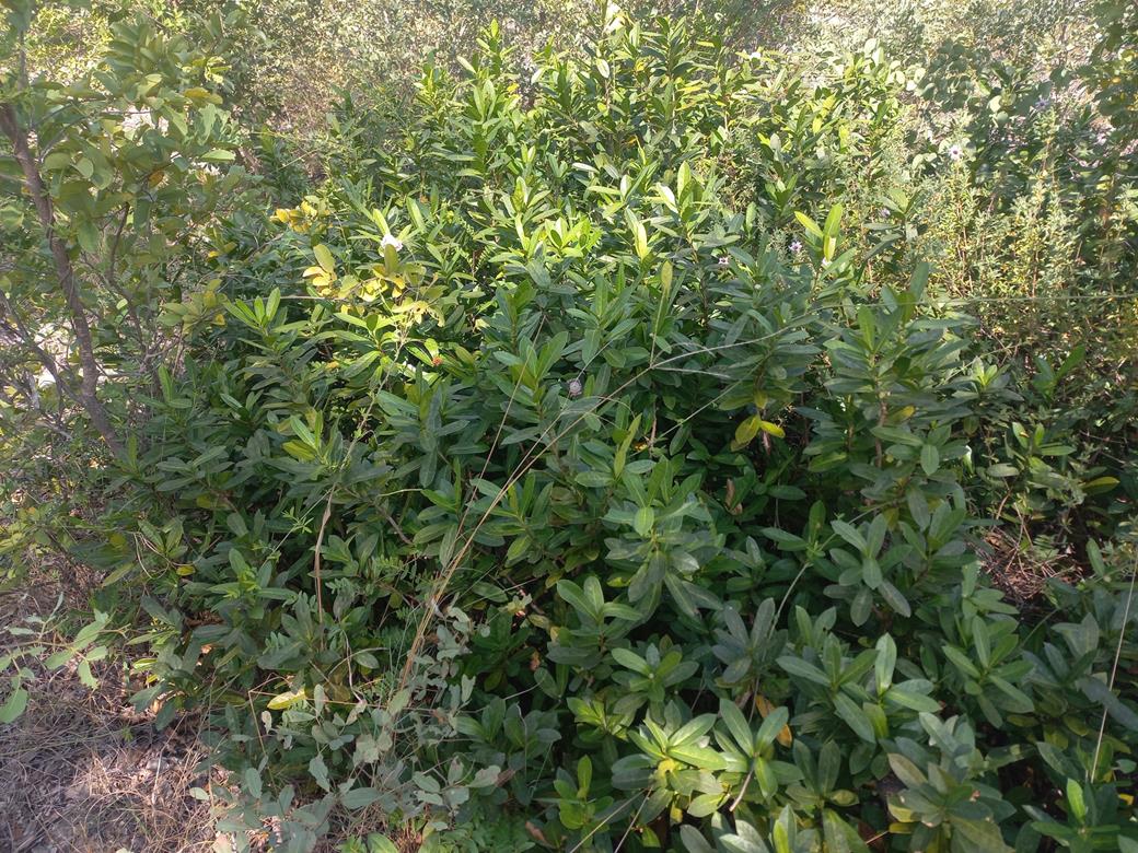 Napoleonaea gossweileri Napoleonaea gossweileri