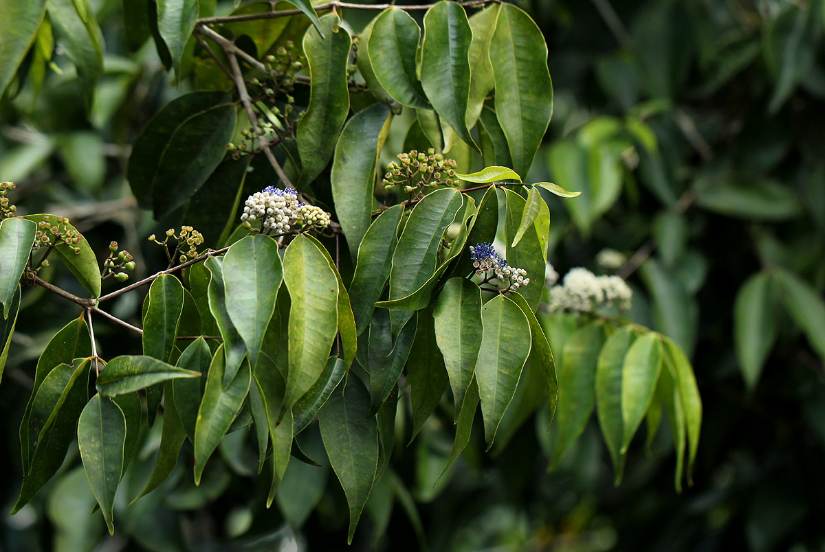 Memecylon myrianthum Memecylon myrianthum