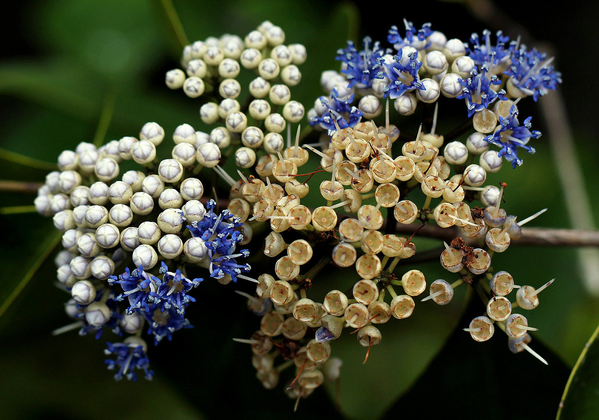 Memecylon myrianthum Memecylon myrianthum