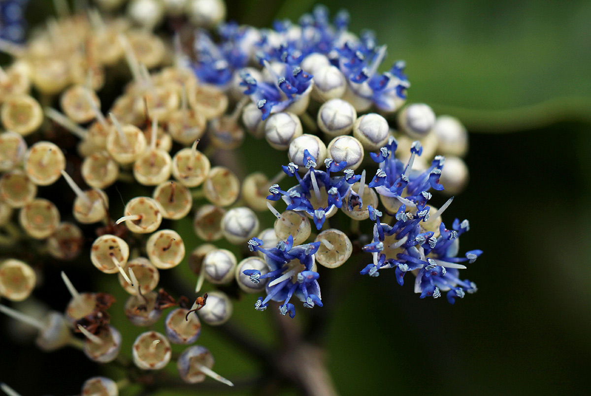 Memecylon myrianthum Memecylon myrianthum