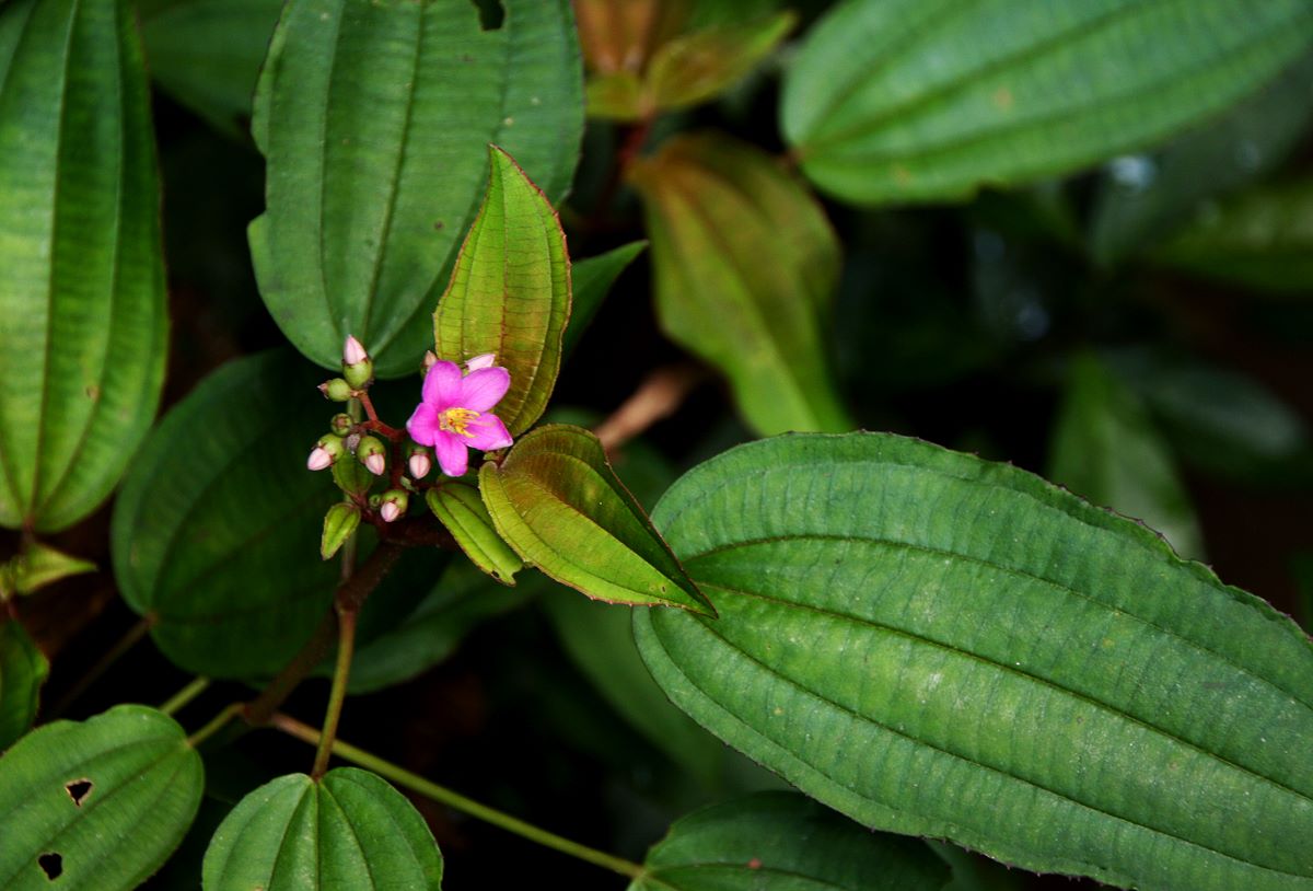 Ochthocharis dicellandroides