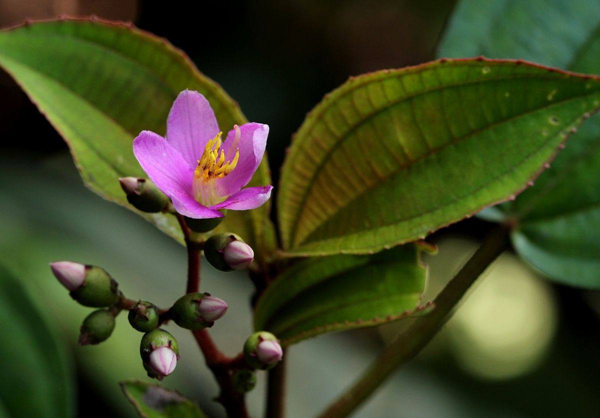 Ochthocharis dicellandroides