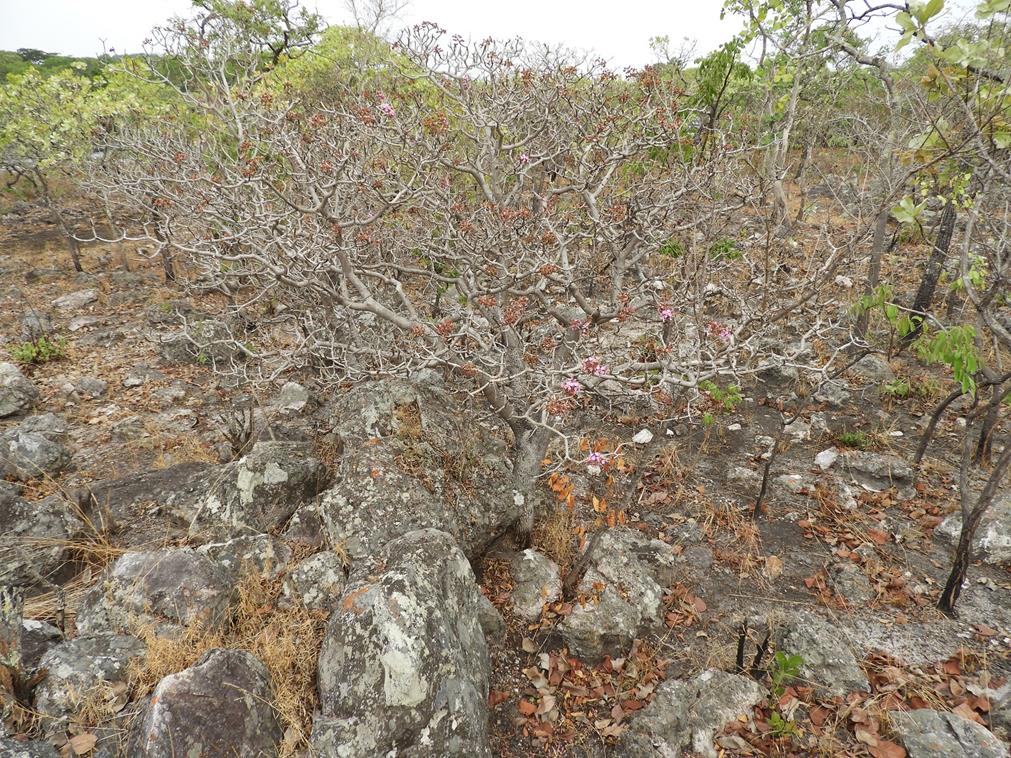 Dichaetanthera erici-rosenii