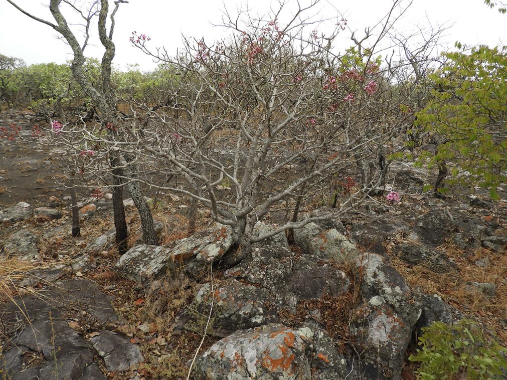 Dichaetanthera erici-rosenii