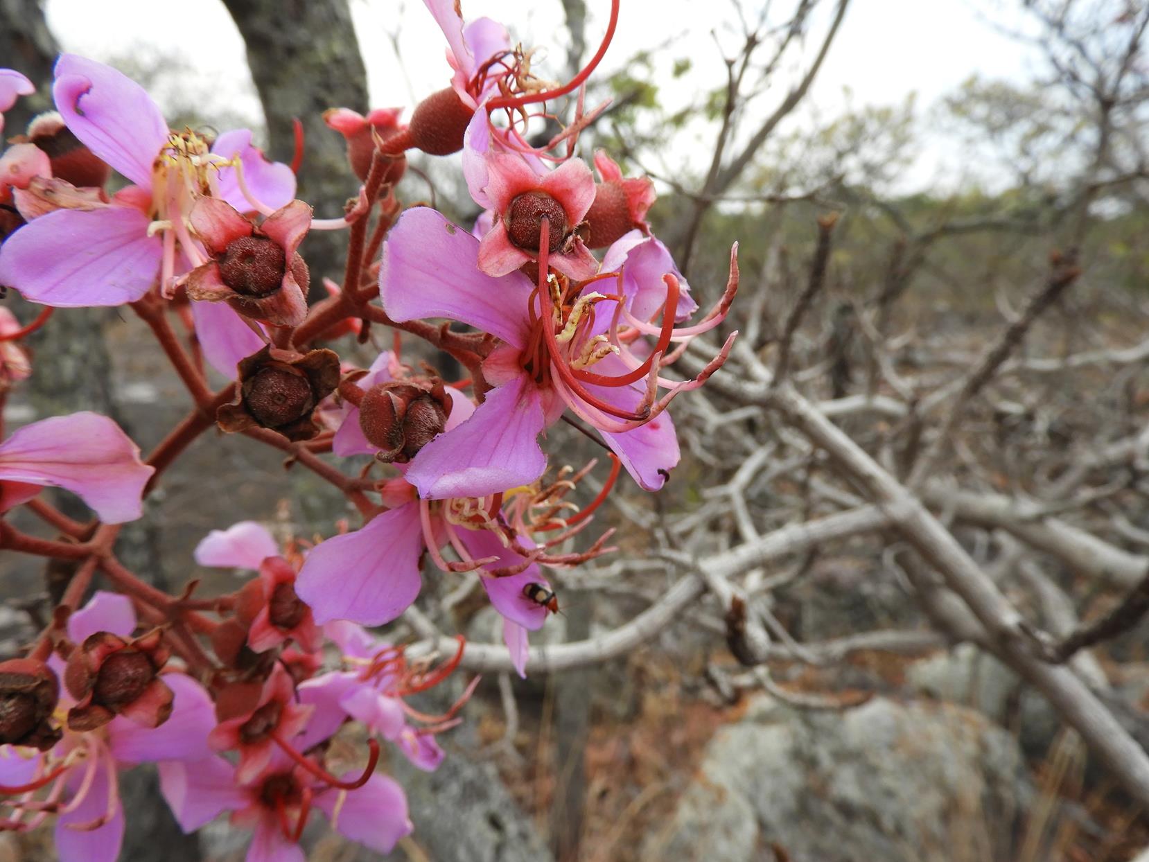 Dichaetanthera erici-rosenii Dichaetanthera erici-rosenii