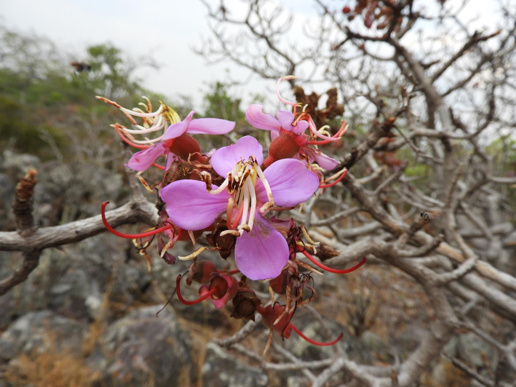 Dichaetanthera erici-rosenii Dichaetanthera erici-rosenii