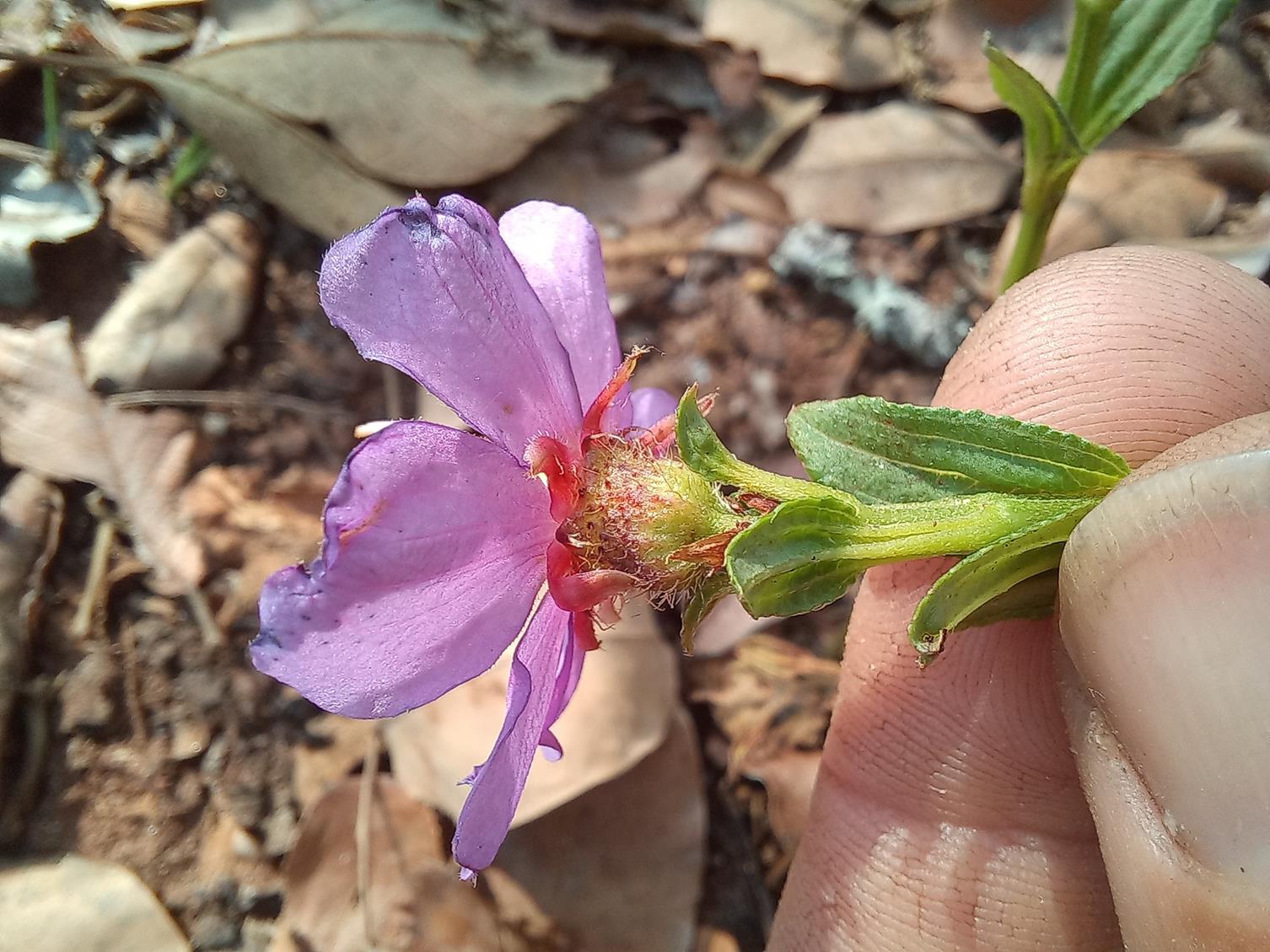 Dissotis gilgiana Dissotis gilgiana