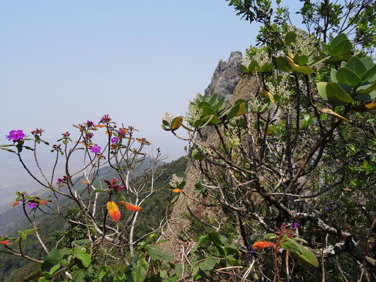 Dissotis melleri var. melleri