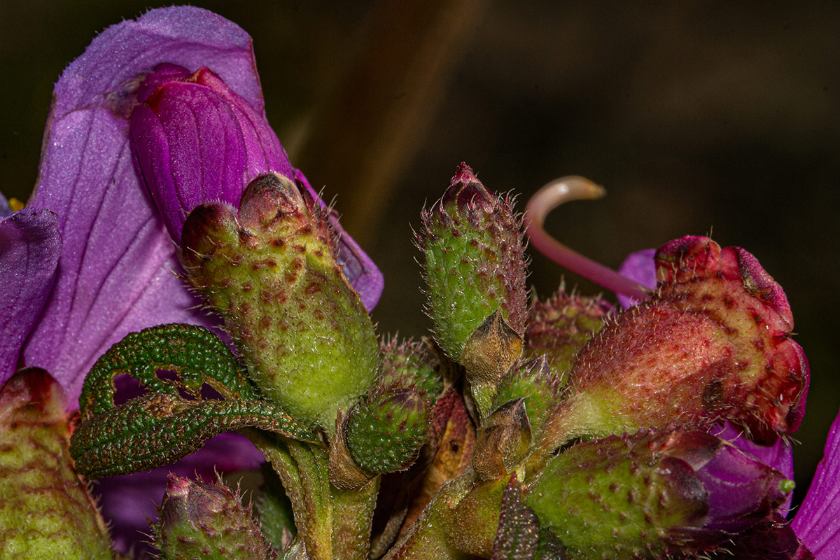 Dissotis melleri var. melleri Dissotis melleri var. melleri