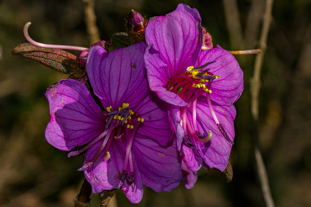 Dissotis melleri var. melleri Dissotis melleri var. melleri