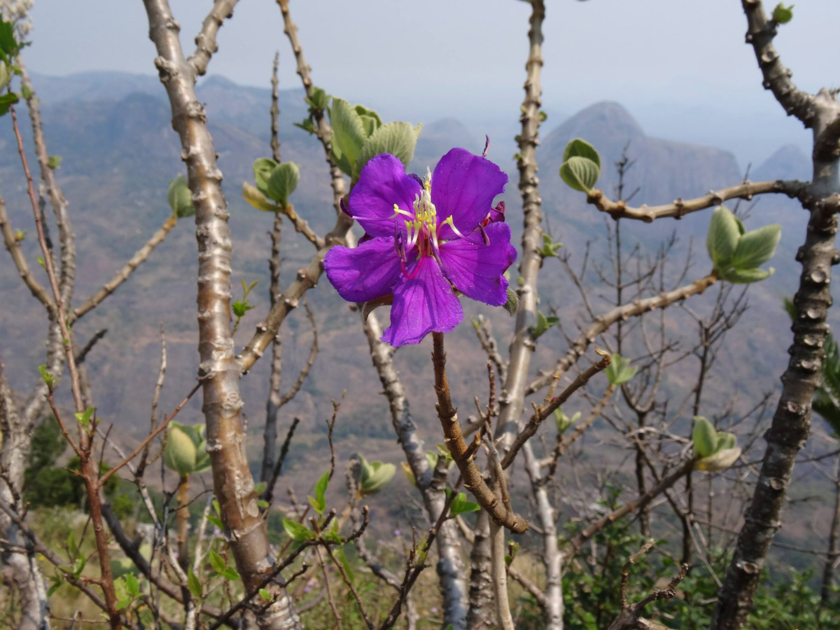 Dissotis melleri var. melleri