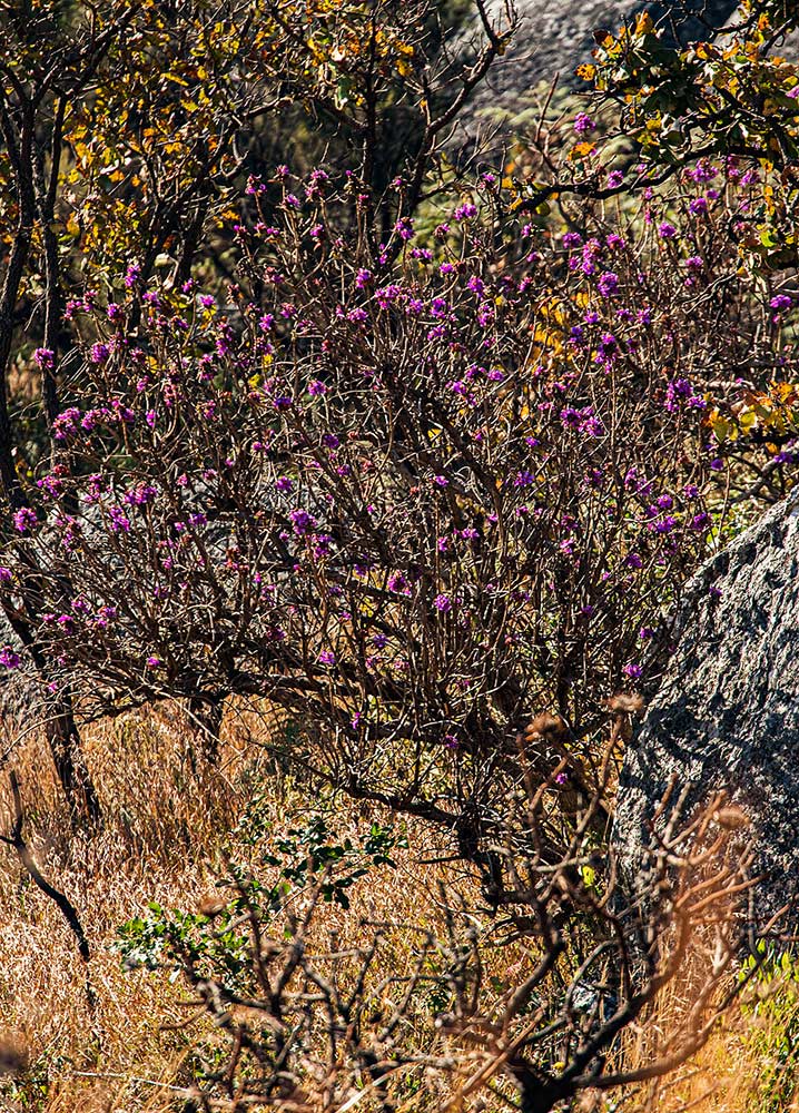 Dissotis melleri var. melleri