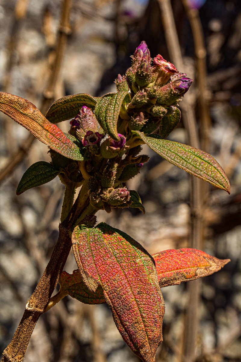 Dissotis melleri var. melleri Dissotis melleri var. melleri