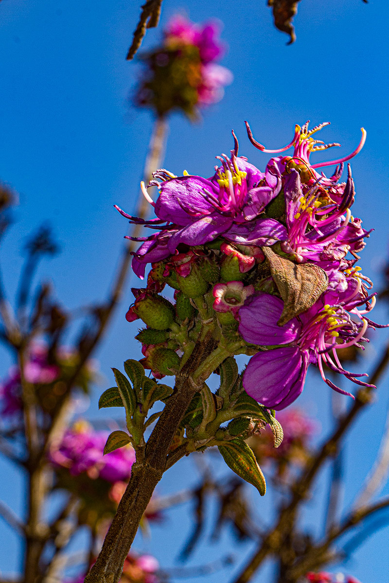 Dissotis melleri var. melleri Dissotis melleri var. melleri