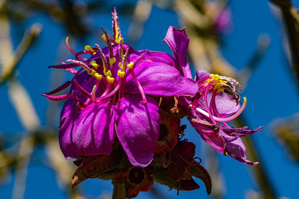 Dissotis melleri var. melleri Dissotis melleri var. melleri