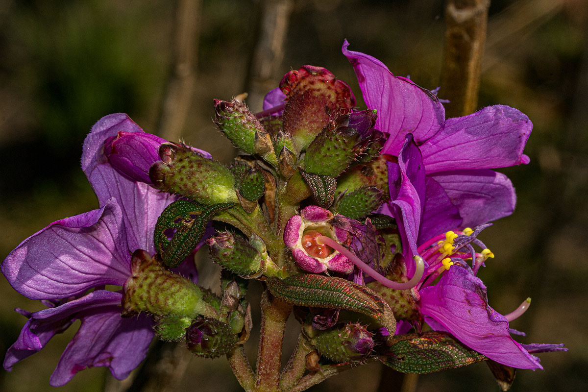 Dissotis melleri var. melleri Dissotis melleri var. melleri
