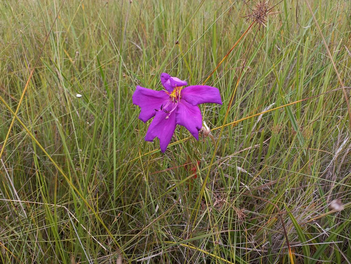 Dissotis simonis-jamesii Dissotis simonis-jamesii