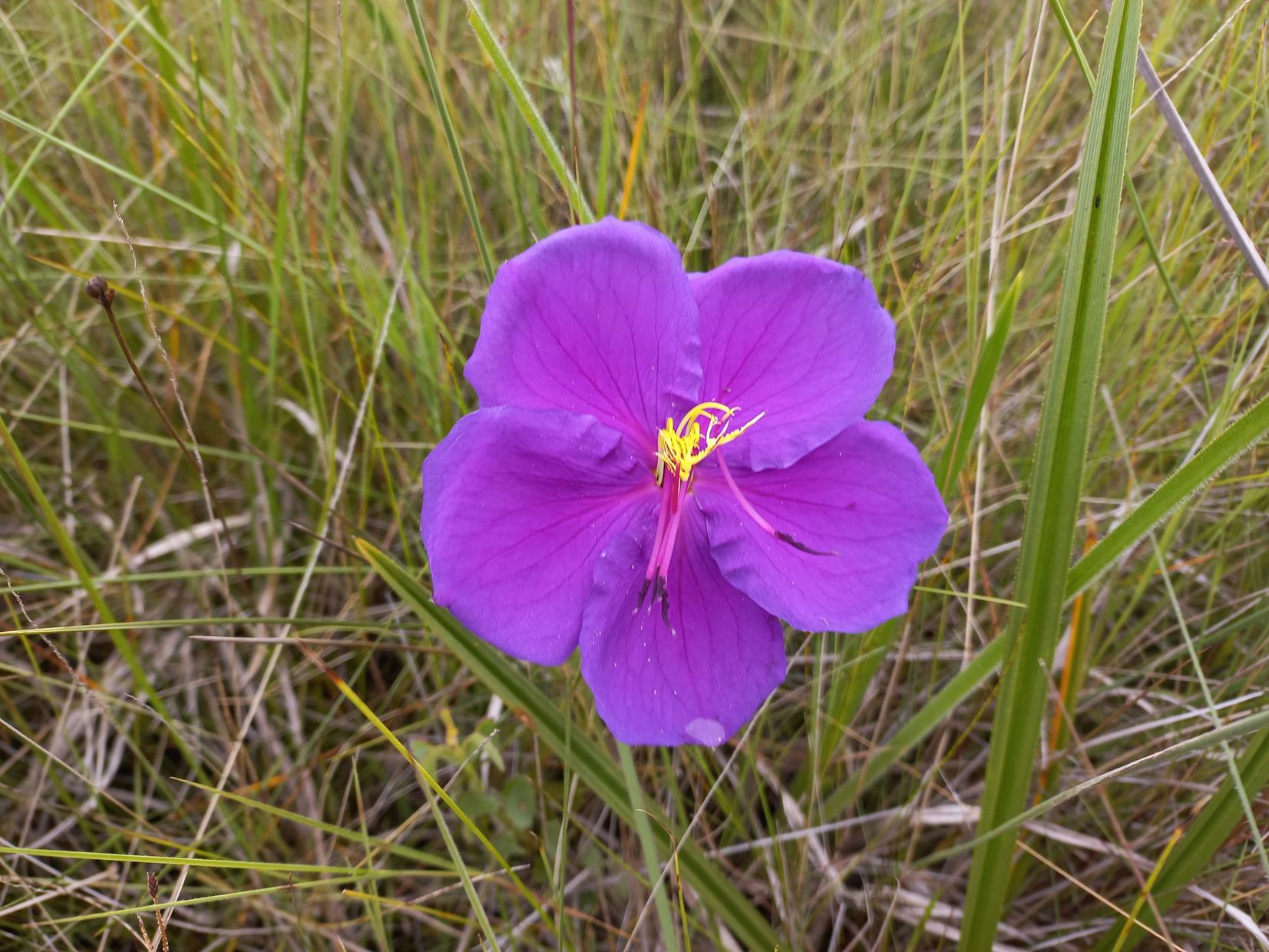 Dissotis simonis-jamesii Dissotis simonis-jamesii