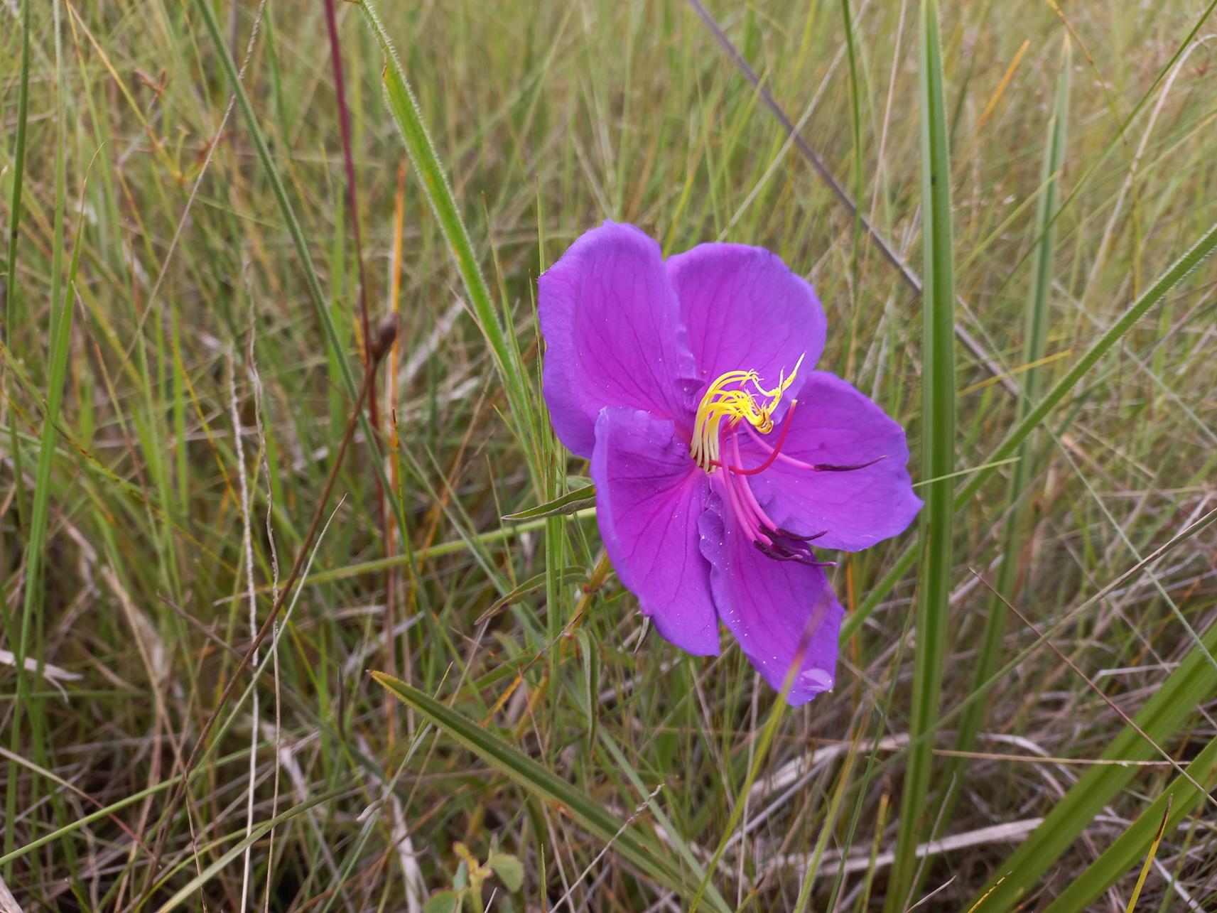 Dissotis simonis-jamesii Dissotis simonis-jamesii