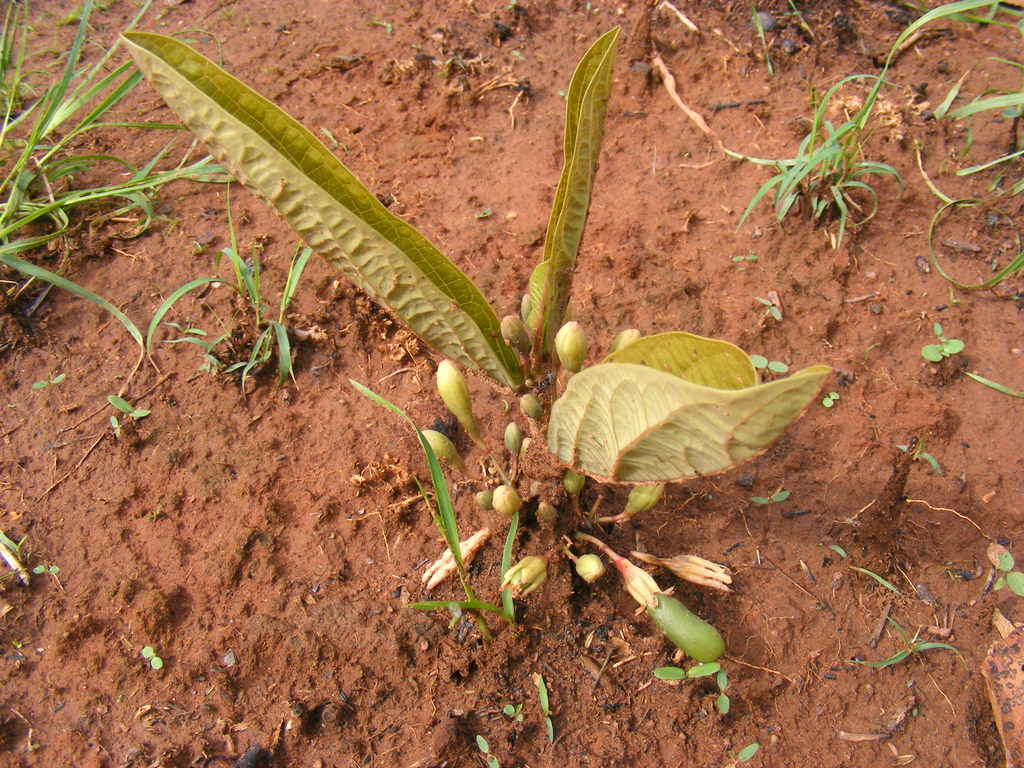 Basananthe baumii var. baumii