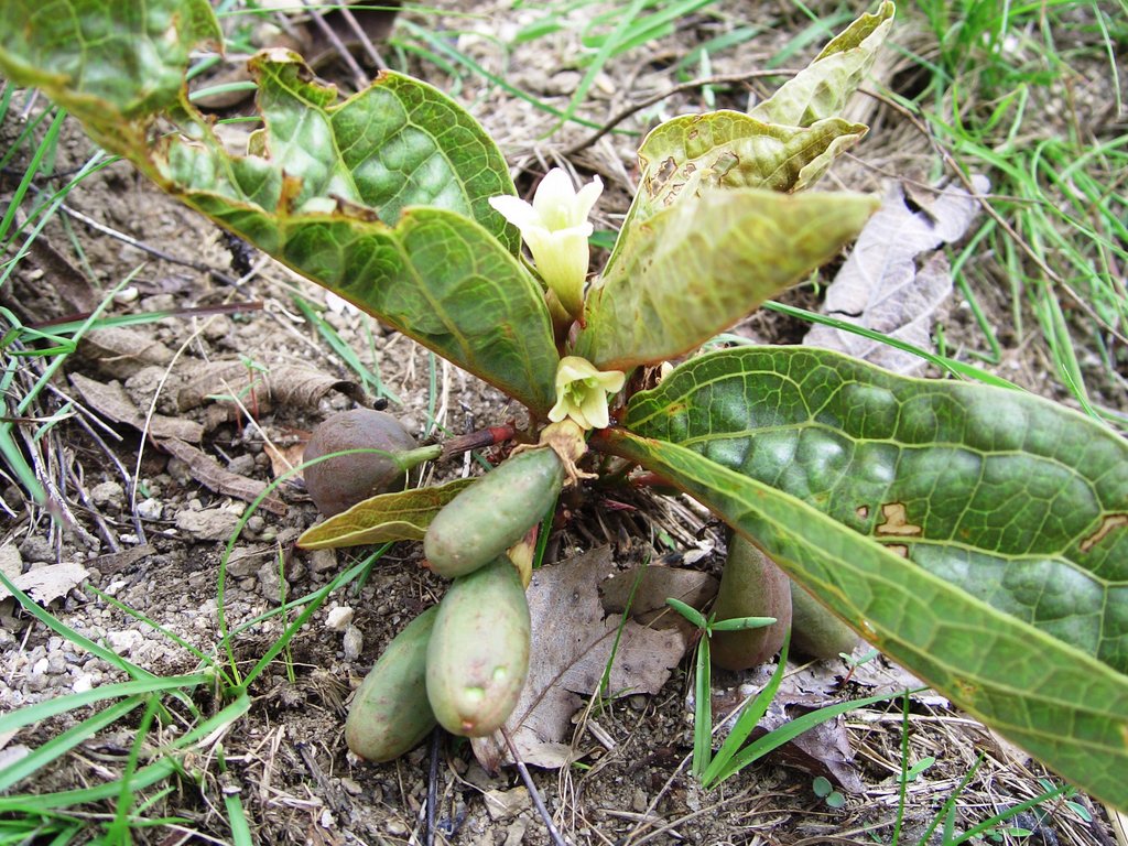 Basananthe baumii var. baumii