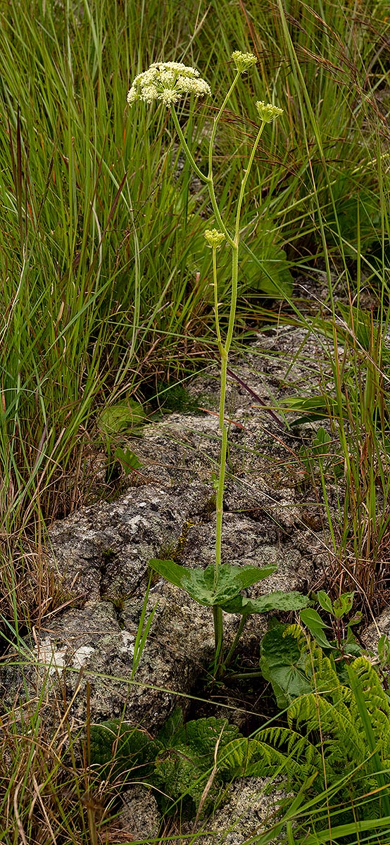 Physotrichia heracleoides