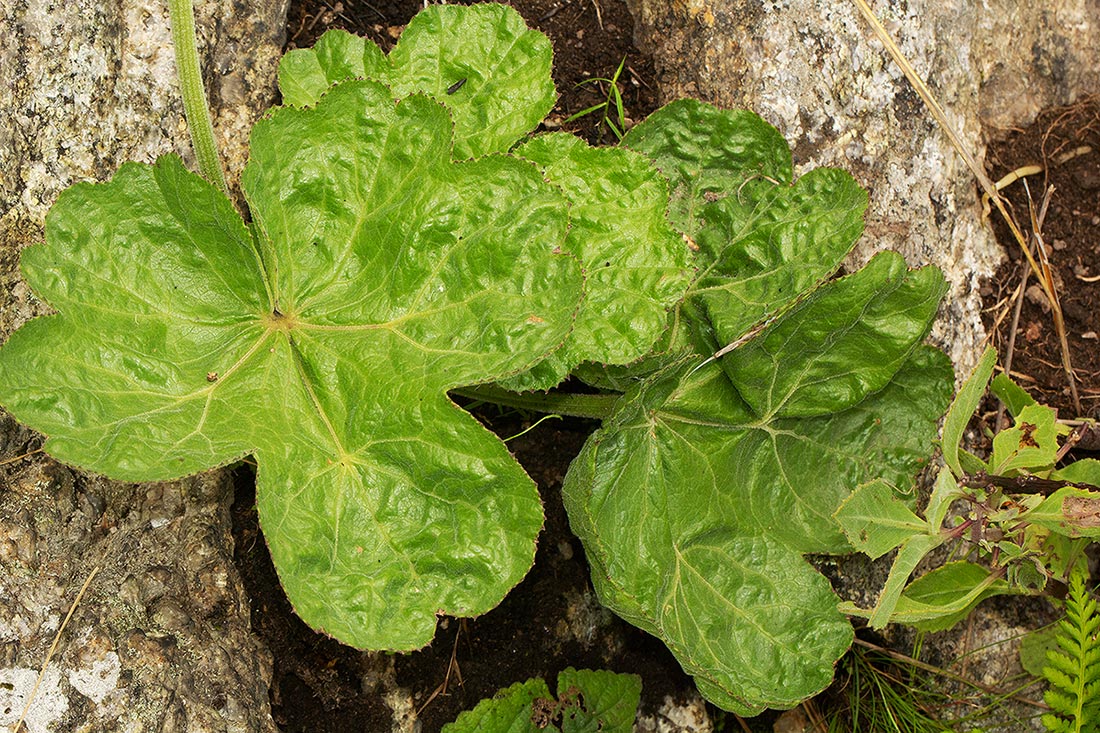 Physotrichia heracleoides