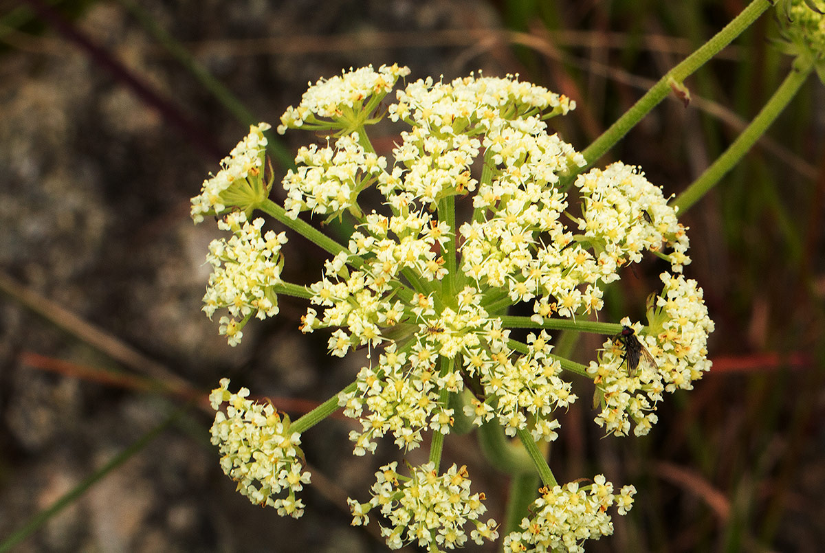 Physotrichia heracleoides