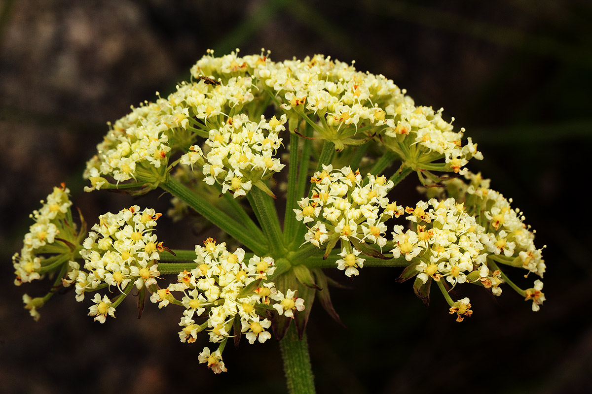 Physotrichia heracleoides