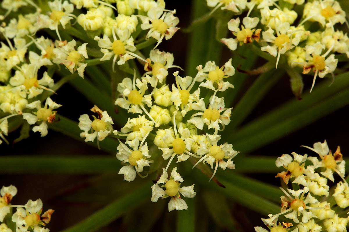 Physotrichia heracleoides