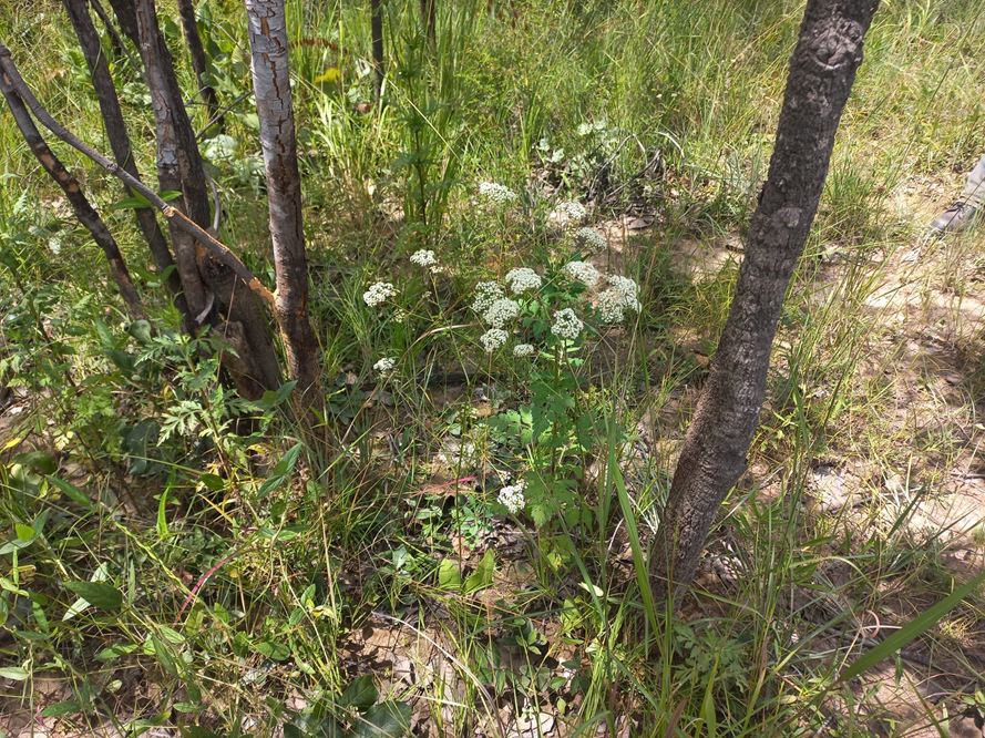 Pimpinella trifurcata