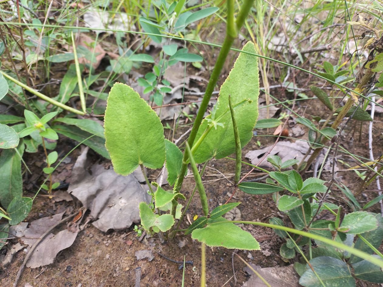 Pimpinella trifurcata