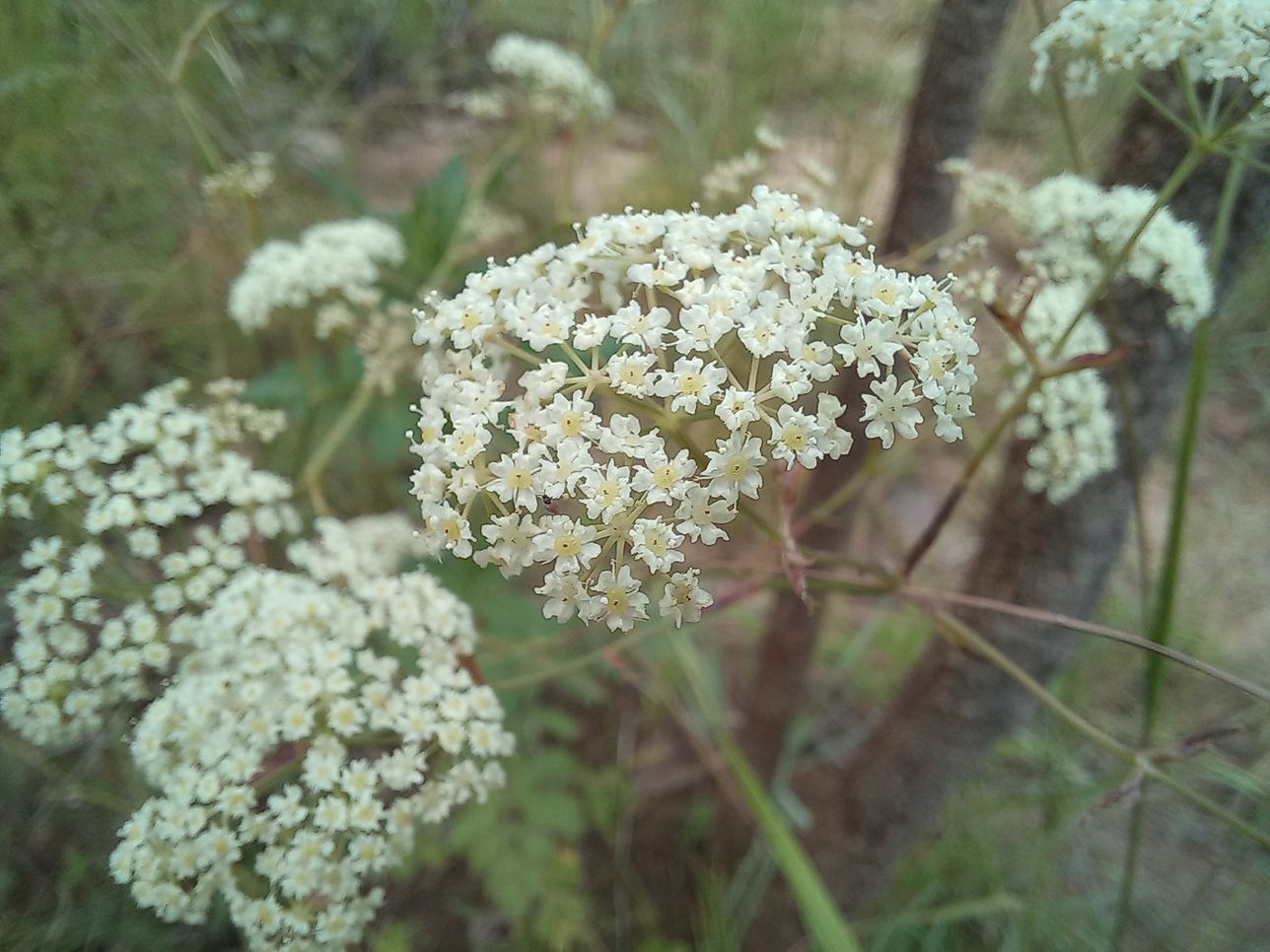 Pimpinella trifurcata
