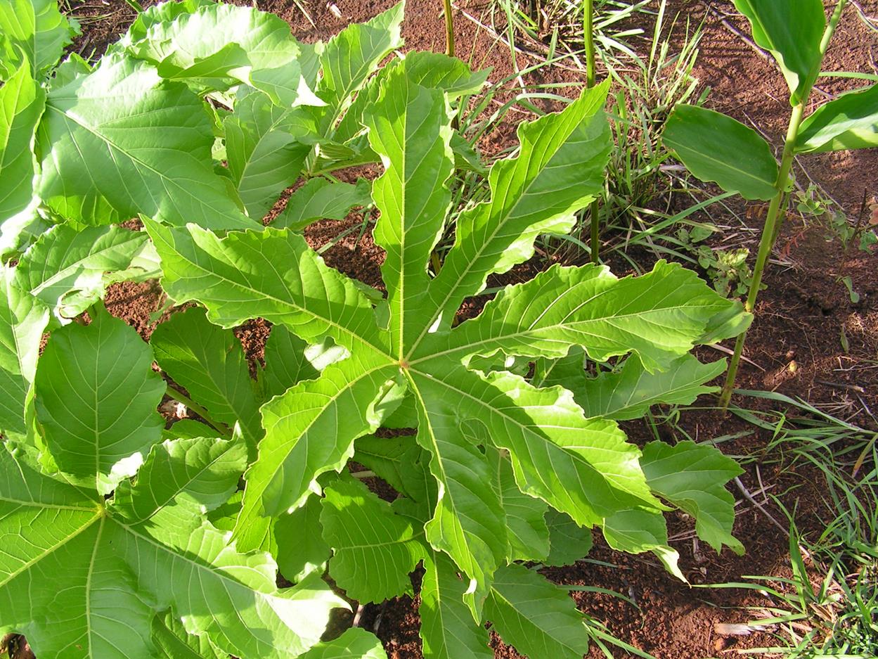 Cussonia corbisieri Cussonia corbisieri