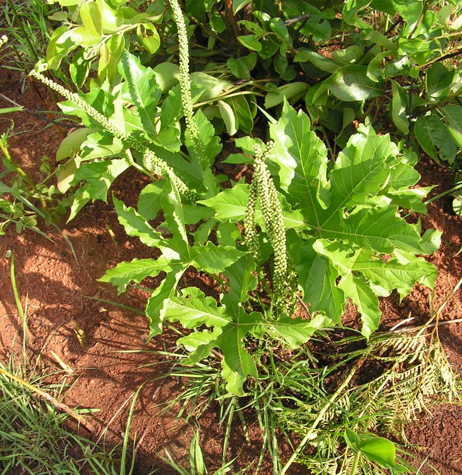 Cussonia corbisieri Cussonia corbisieri