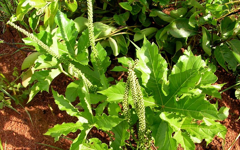 Cussonia corbisieri Cussonia corbisieri