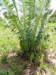 Encephalartos schmitzii