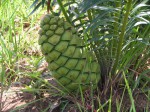 Encephalartos schmitzii