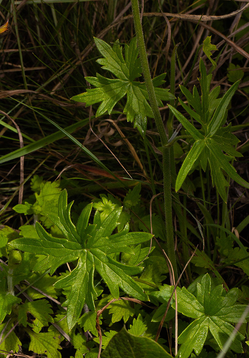 Delphinium leroyi Delphinium leroyi