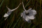 Delphinium leroyi