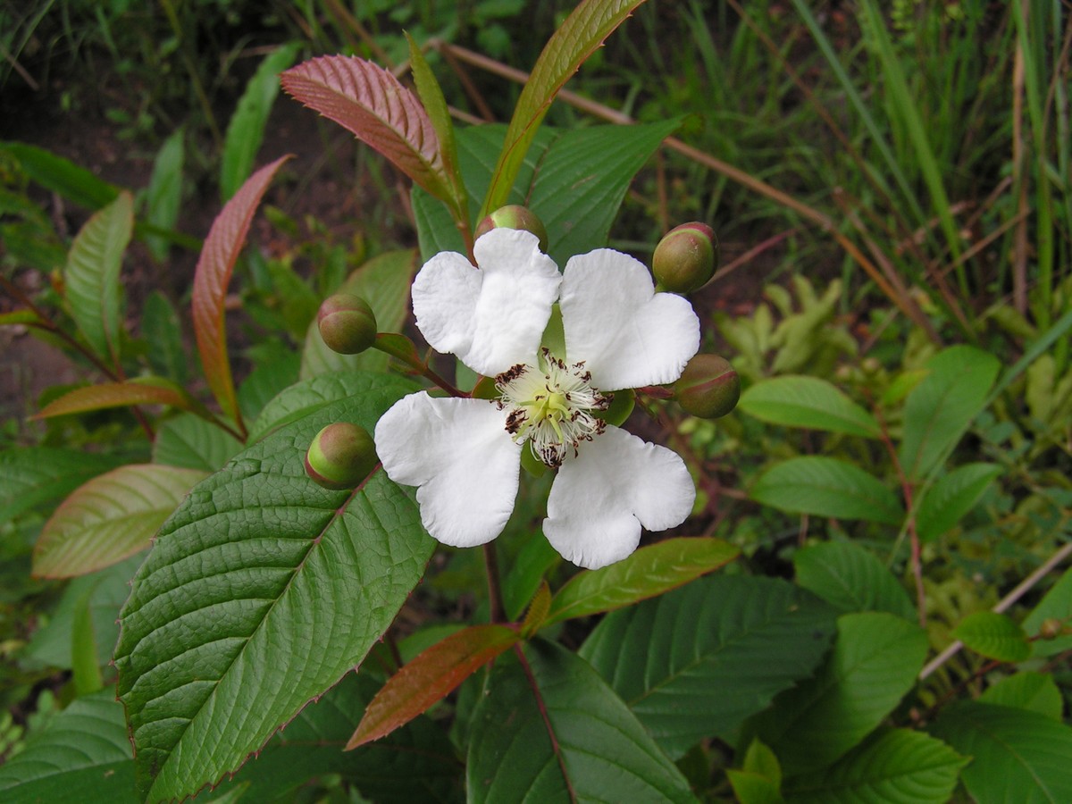 Tetracera masuiana Tetracera masuiana