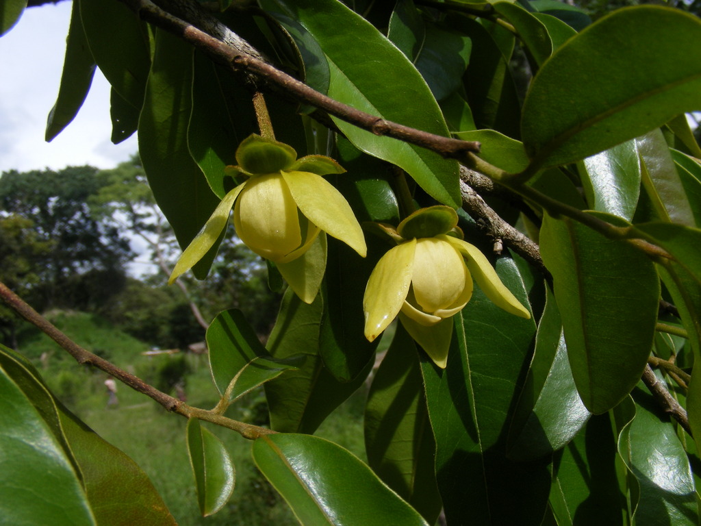 Uvariastrum hexaloboides