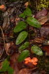 Xylopia tomentosa